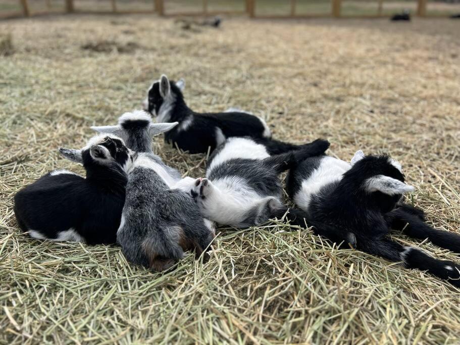 Farm Retreat With Jacuzzi, Fire Pit, Mini Goats, Mini Ponies And Mini Cows Villa San Marcos Buitenkant foto