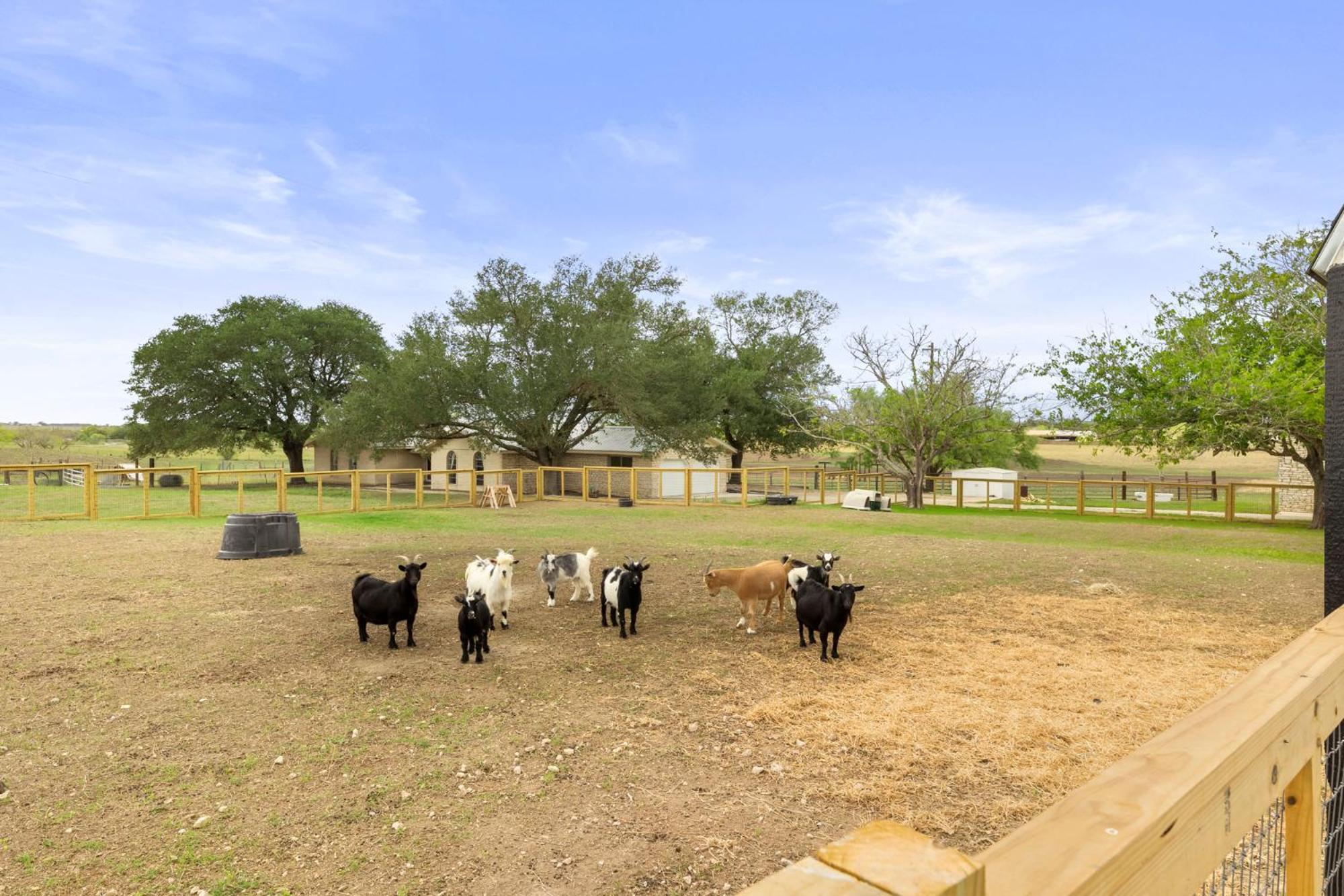 Farm Retreat With Jacuzzi, Fire Pit, Mini Goats, Mini Ponies And Mini Cows Villa San Marcos Kamer foto